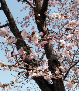 Shinseko Hokkaido May 2015 2